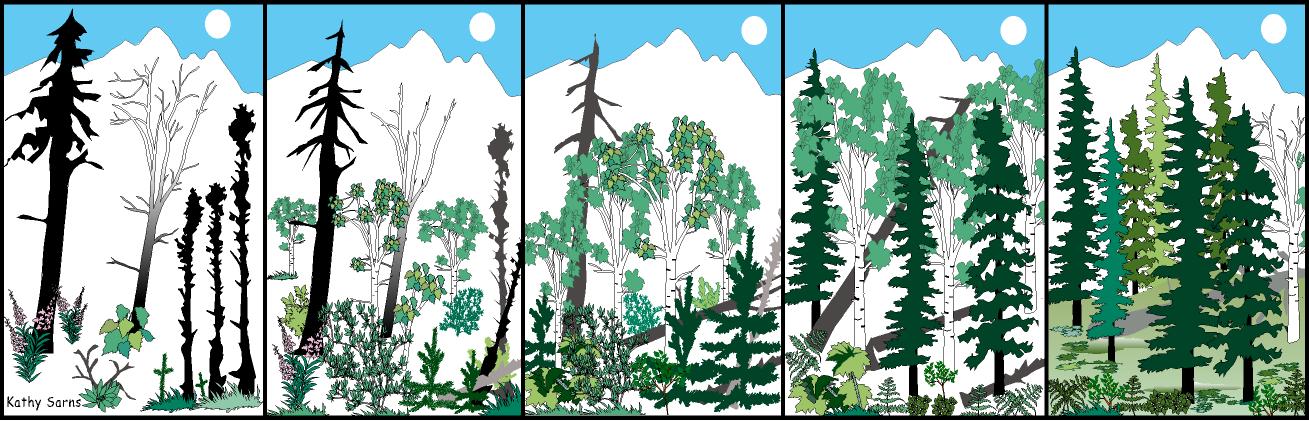 Illustration of 5 boreal forest succession stages from herbaceous to climax