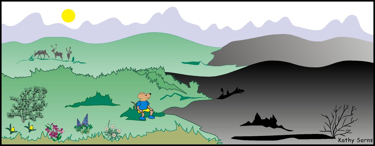 Tundra scene showing burned and not-burned areas and the different vegetation