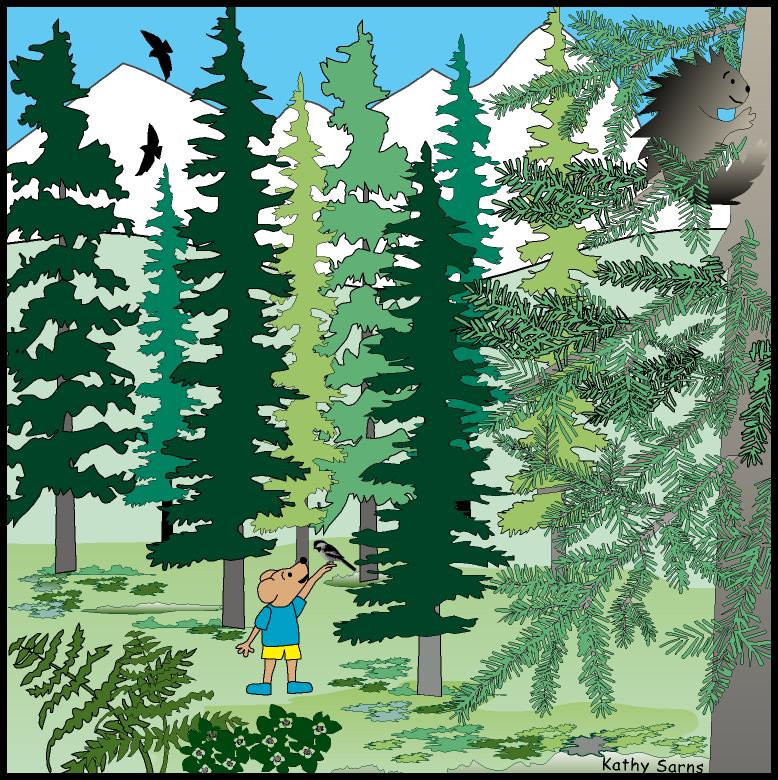 Climax stage of forest has big spruce trees, fewer wildllife species