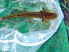 Northwestern salamander larvae.