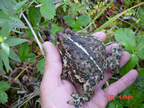 Massive Boreal toad adult in hand