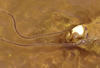 Boreal toad egg clutch  in typical string form