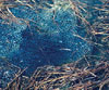 Spotted frog egg mass in water