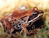 Adult wood frog