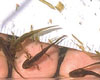 Larval rough-skinned newts