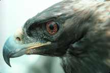 Golden Eagle.  Photographer: Tom Dunstan.