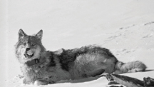 A grey wolf waking up after being radio collared.  Photographer: D. Mech.