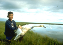 Eskimo youth with banded swan;  Yukon-Kuskokwin Delta, Alaska.  Photographer: Craig Ely.
