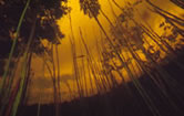 Flooded forest during rainy season when waters rises up to 15 metres, Rio Tapajos Para State, Brazil.