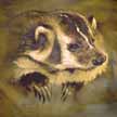 Badger