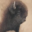 Wood Bison