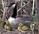 Canada goose and brood