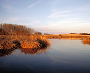 Prairie Wetland