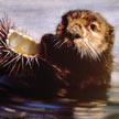 Sea Otter