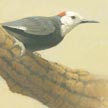 White-headed Woodpecker