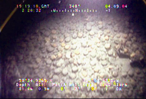 Link to Image D 