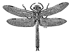 dragon fly