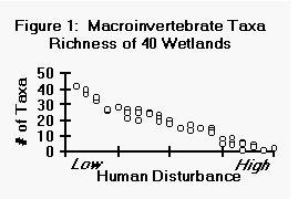 Macroinvertebrate Taxa Richness of 40 Wetlands