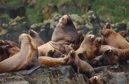 group of steller sea lions