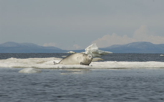 bearded seal on ice floe