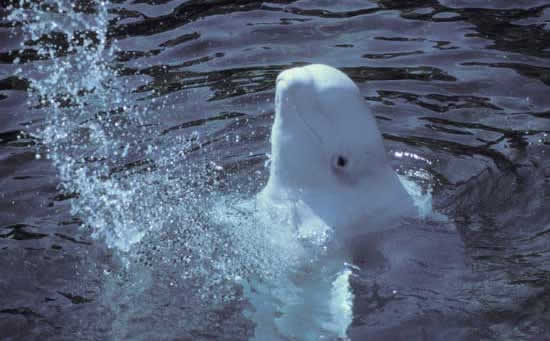 beluga whale