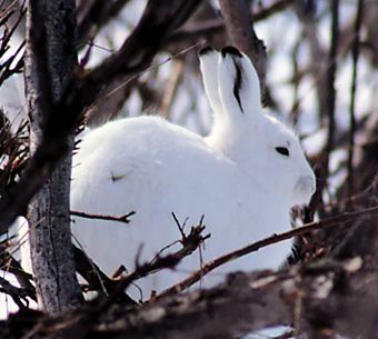 Lepus Othus