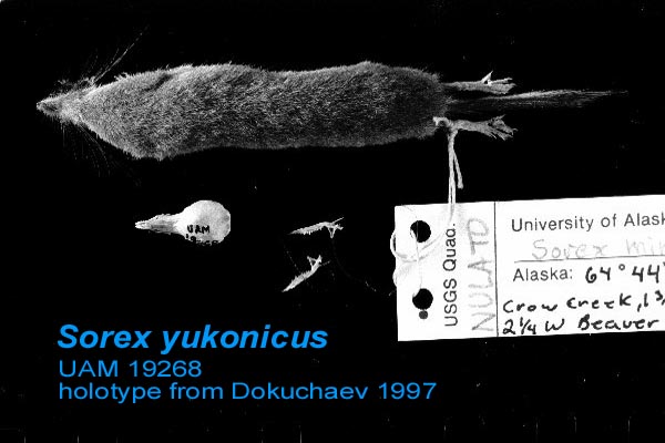 S. yukonicus