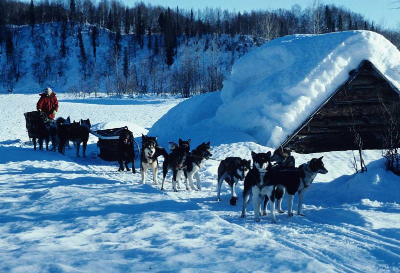 Unidentified dog sled team at Skwentna.